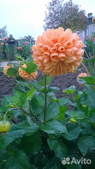 Георгины клубни на осень