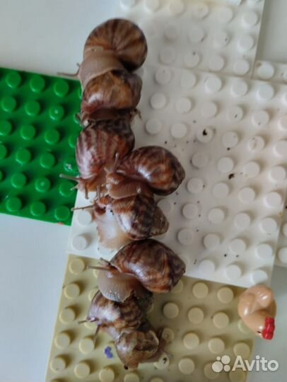 Малыши улитки ахатины