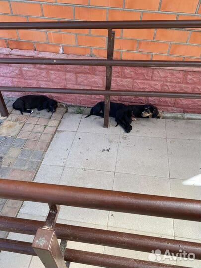 Щеночки в дар