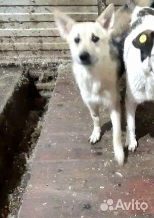 Очень скромная,спокойная девочка