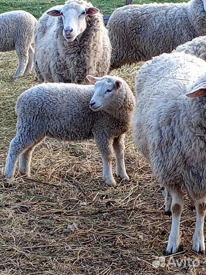 Баран на племя