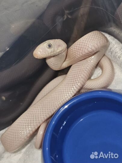 Техасский белый полоз