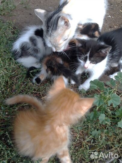 Котята Кот кошечка в дар бесплатно