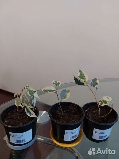 Фикус бенджамина пестролистный