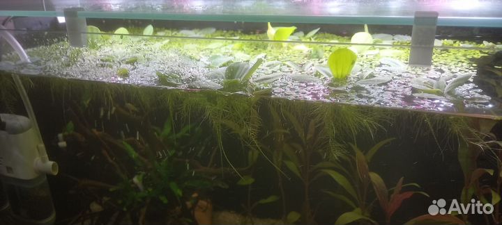 Растение Пистия