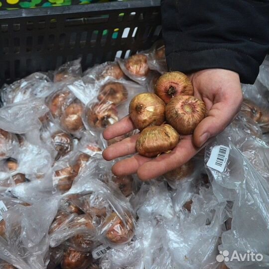 Гладиолус Кингстон Фриззл (цена за 9 луковиц)