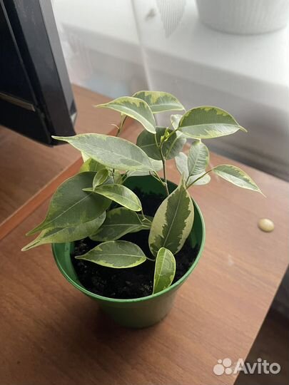 Супер очиститель воздуха Фикус Бенджамина