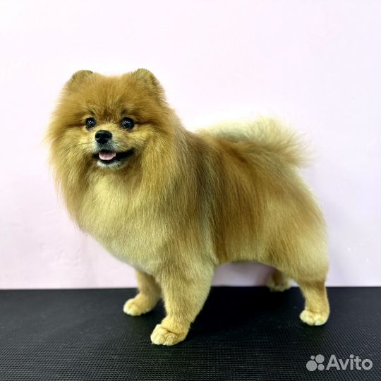 Бесплатная стрижка собак