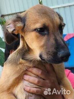 Восточно-европейская овчарка