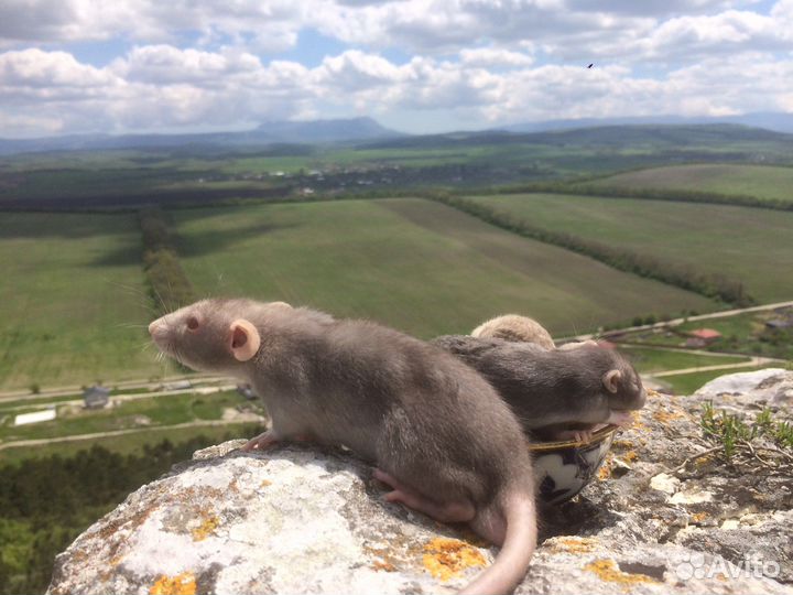 Крымские крысята редкого окраса фавн, мрамор