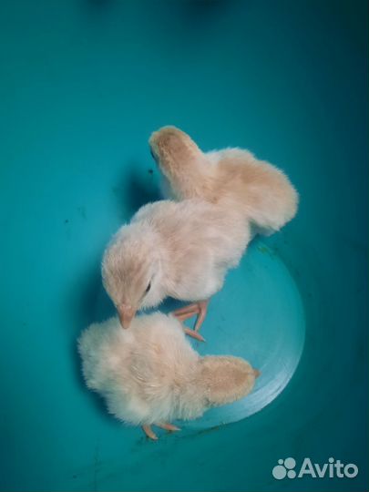 Цыплята цесарки