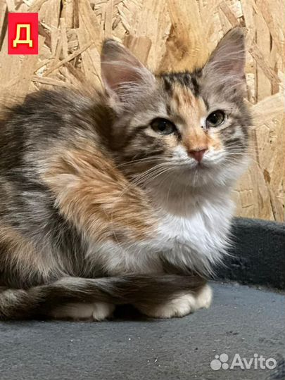 Котики из приюта