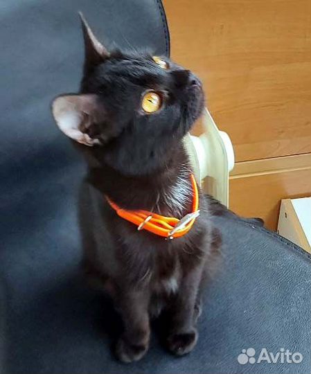 Мини-котики, в добрые руки, 6 мес