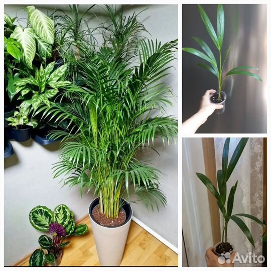 Пальма дипсис