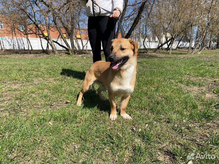 Небольшой пёсик в приюте