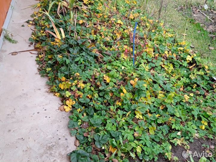 Рассада ремонтантной клубники