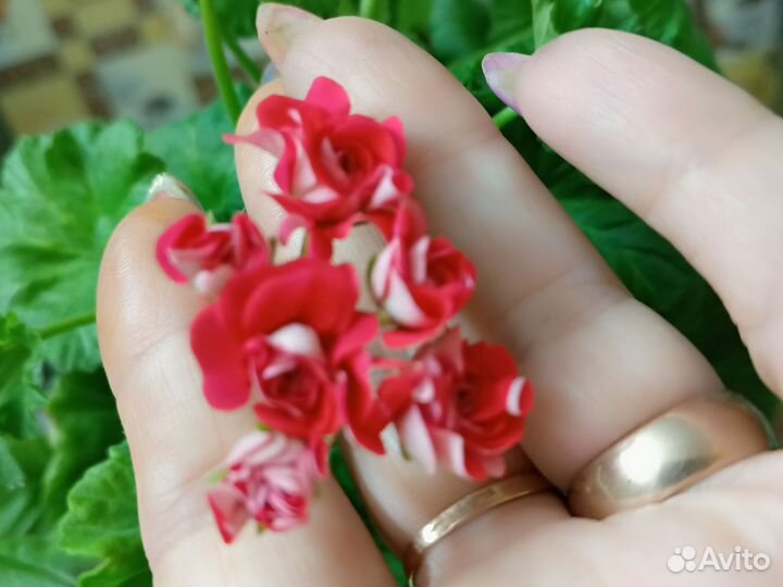 Герань пеларгония