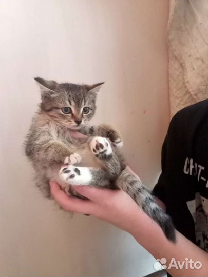 Котик бесплатно