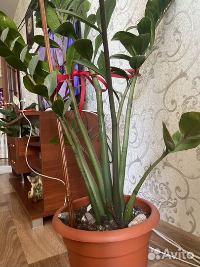 Замиокулькас