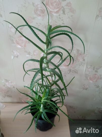 Алоэ столетник