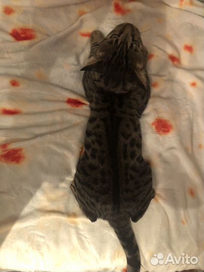 Бенгальский кот вязка