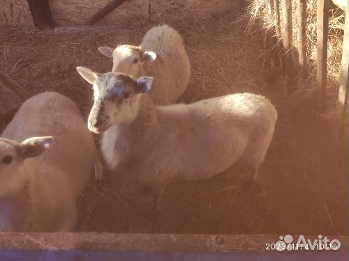 Бараны,козы