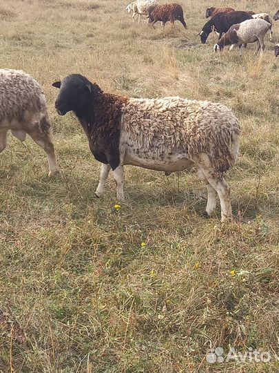 Продам барана