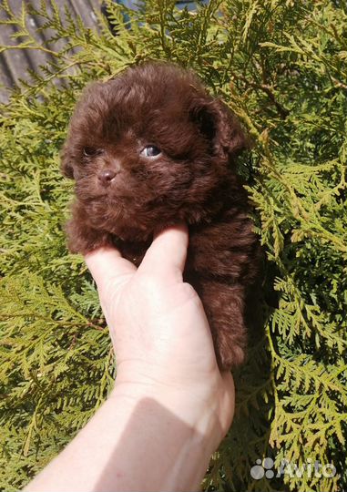 Мальтипу Помапу