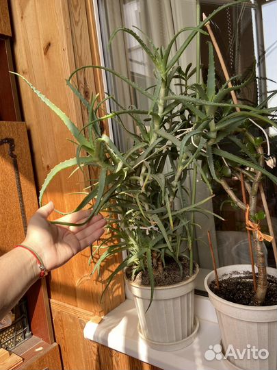 Комнатные цветы алоэ