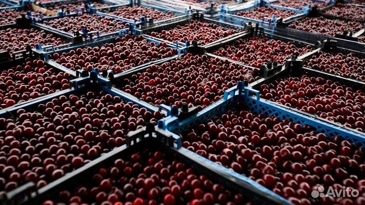 Продам замороженную вишню