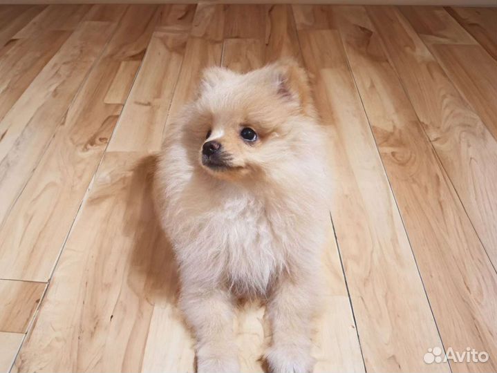 Немецкий малый шпиц с документами привита