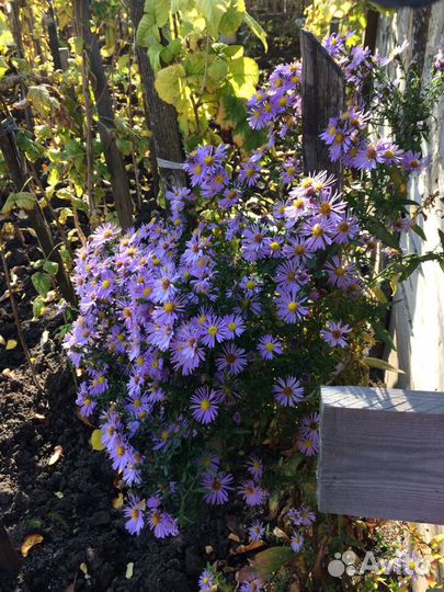 Многолетники для сада цветы