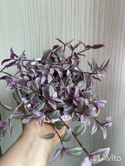 Традесканции разных сортов.Комнатные растения