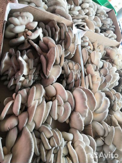 Грибные блоки вешенка