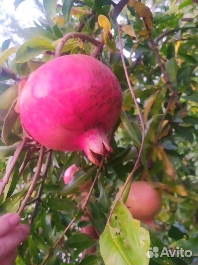 Гранат розовый