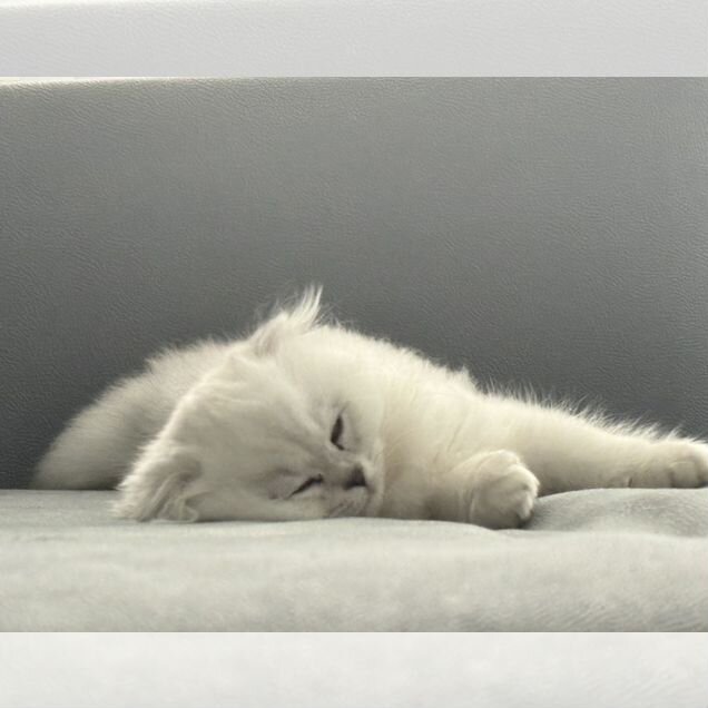 Шотландский вислоухий длинношёрстный котёнок