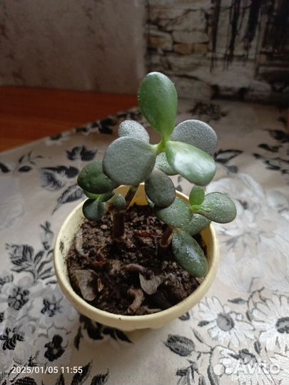 Цветок толстяка