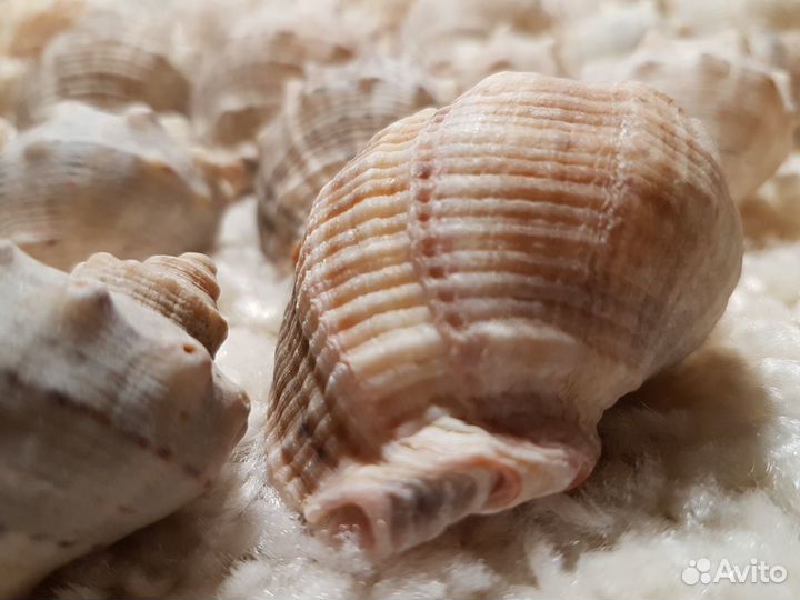 Ракушка рапаны в аквариум