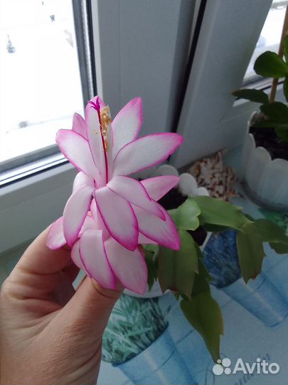 Декабрист сортовой