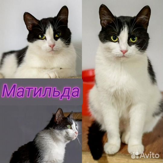 Кошка в добрые руки бесплатно