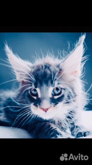 Котята мейнкун полидакты и класс. вязка мейнкун