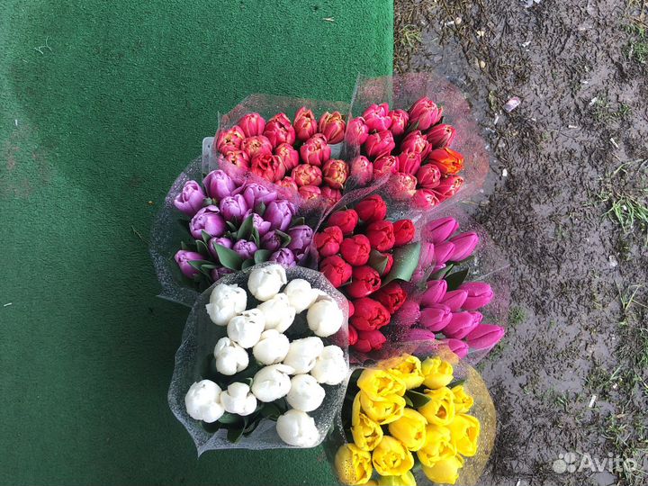 Все виды тяльпанов мимоза горки город пешеходка