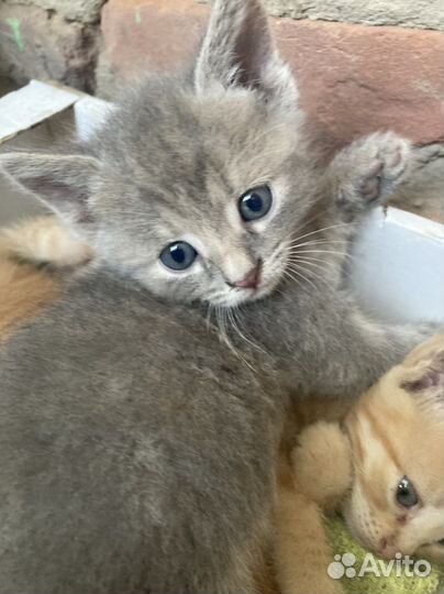 Котята в добрые руки бесплатно