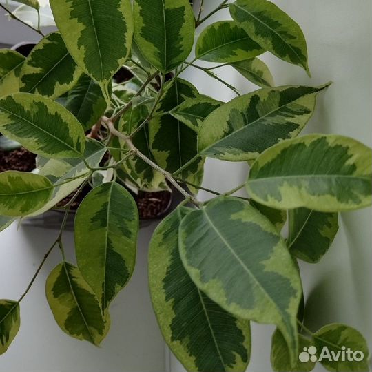 Фикус Бенжамина