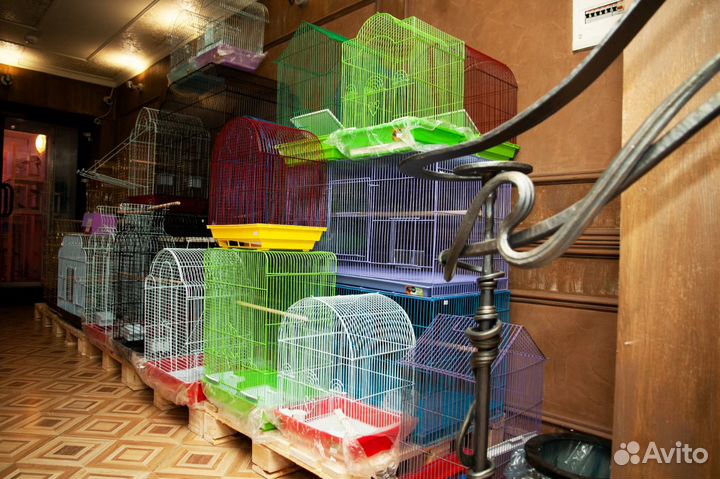 Доставка попугая на дом