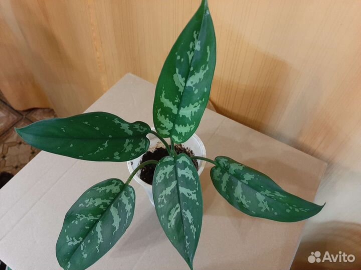 Сингониум, аглаонема, филодендрон