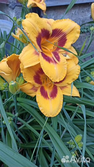 Лилии и лилейники