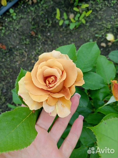 Продаю розы