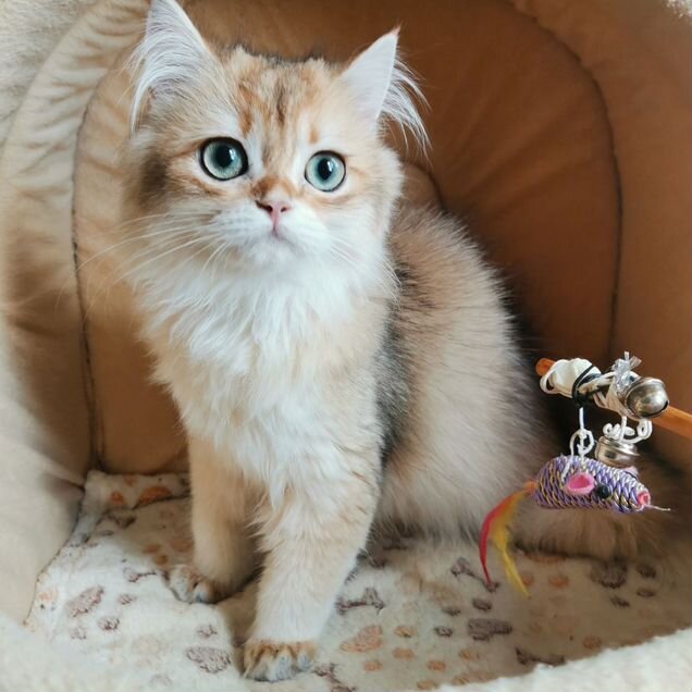 Британский длинношёрстный котёнок
