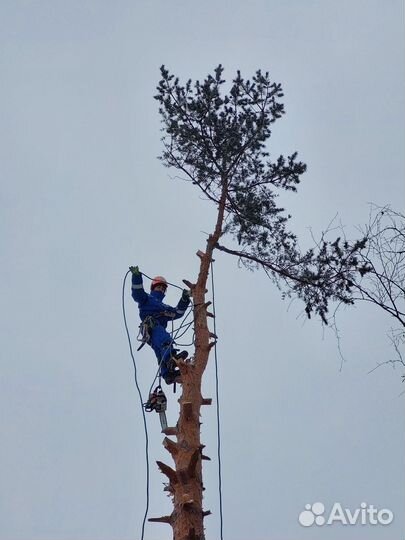Спил деревьев частями